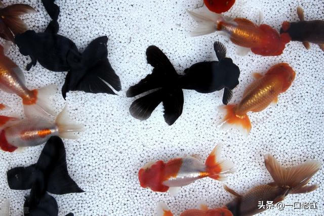 新手开水族店怎么进货视频，新手开水族店怎么进货视频教程？