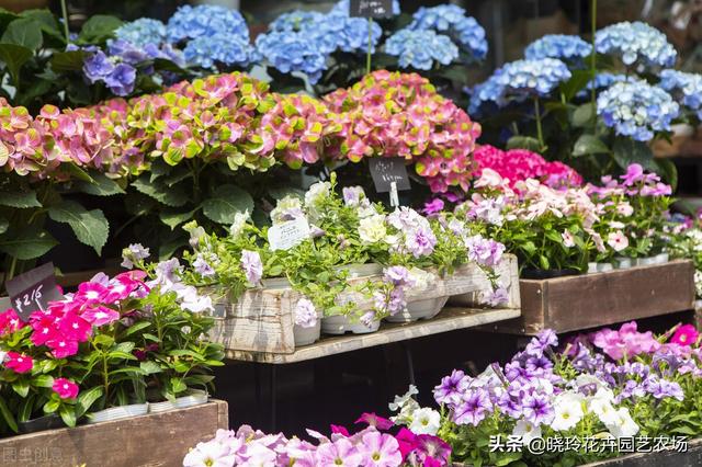 附近绿植批发基地电话，绿植批发基地在哪？