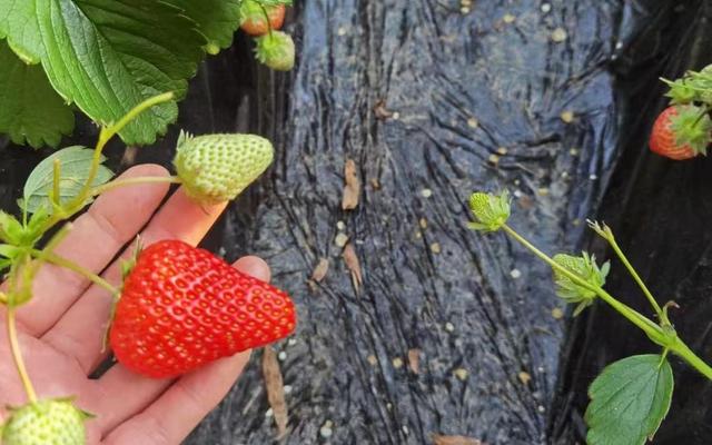 草莓批发多少钱一斤啊，草莓批发多少钱一斤啊价格？