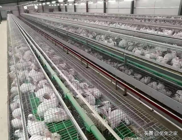 10块一只兔子批发哪里有，批发兔子多少钱一只？