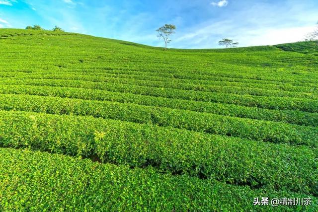 卖茶叶在抖音里算什么领域，抖音茶叶销售第一？