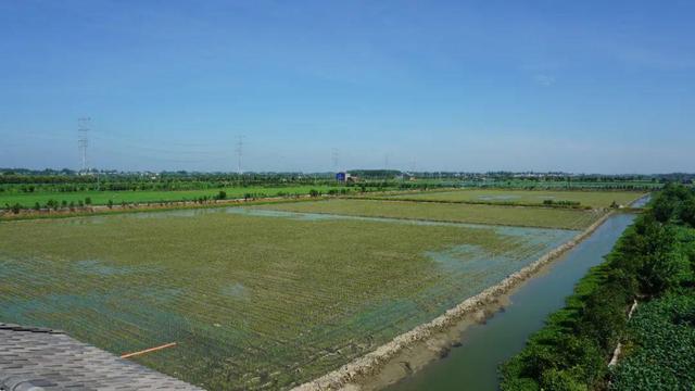 湖北潜江龙虾批发市场电话，湖北潜江龙虾批发市场电话号码？