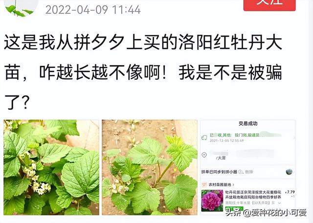 牡丹花苗批发价格，牡丹花苗批发价格淘宝？