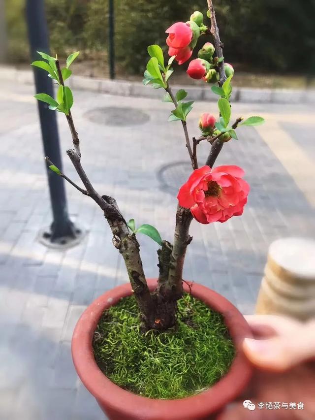 海棠果怎么卖，海棠果有卖的吗？