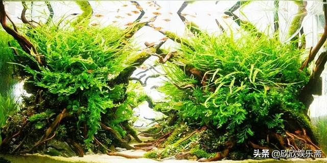 淘宝上哪家的沉木比较好，淘宝沉木是真的吗？