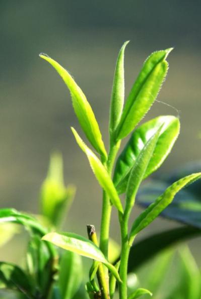 嘉木茶叶图片，嘉木茶叶图片大全？