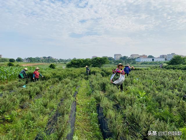 迷迭香又有销路了