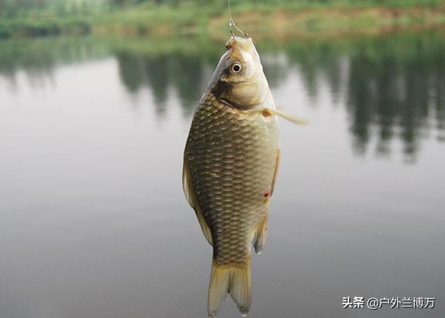 拼多多买鱼饵料可靠吗，拼多多上鱼饵是不是正品？