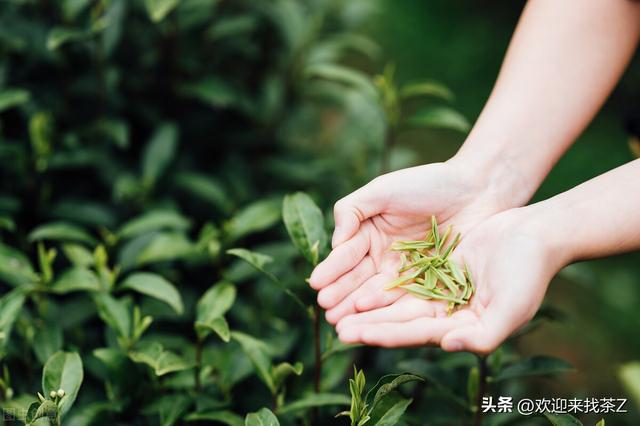 拼多多上货的茶，拼多多上的中茶是真的吗？