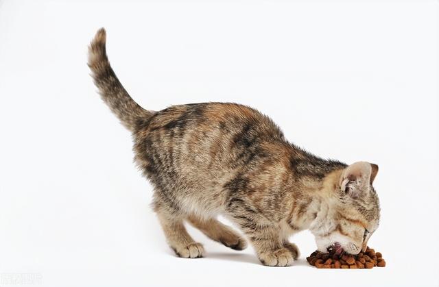 拼多多里面的猫粮是正品吗，拼多多上买的猫粮是真的吗？
