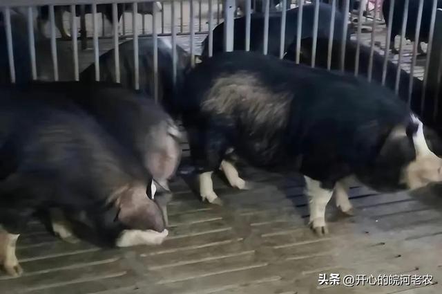 安庆两个优良本土猪种“太湖六白猪”和“岳西黑猪”肉真香