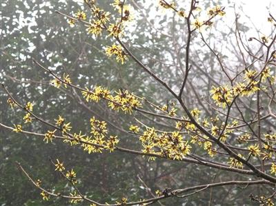 金缕梅茶叶图片，金缕梅茶叶图片大全？