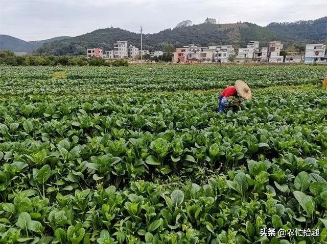 淘宝拼多多热销脱水菜芯货源拿货是真的吗，淘宝拼多多热销脱水菜芯货源拿货是真的吗还是假的？