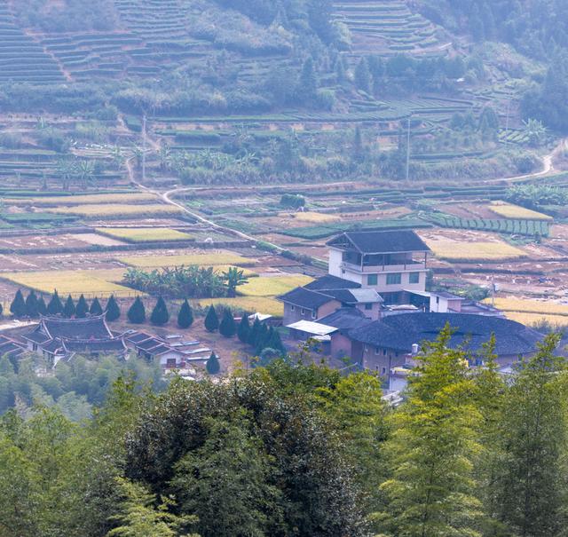 土楼茗茶是什么茶类，福建土楼茗茶是什么茶？