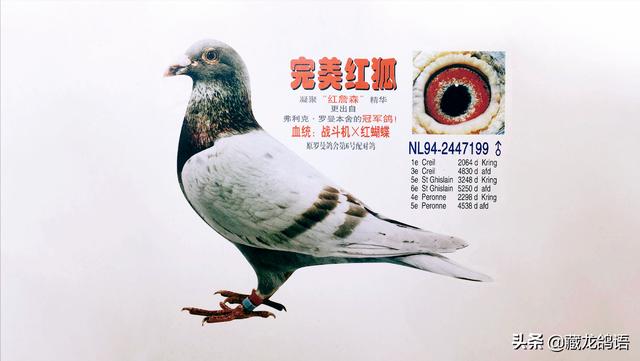 拼多多买的狗疫苗真的假的，拼多多上的疫苗是真的吗？
