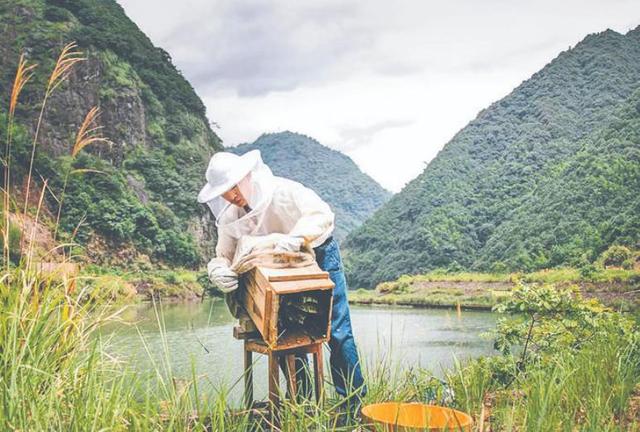 蜂蜜批发一手货源，蜂蜜批发代理？