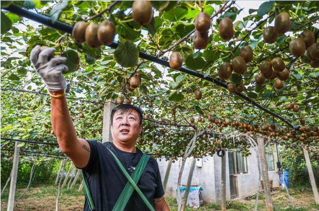 微商水果货源，微商水果货源一件代发？