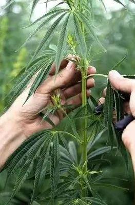 十大棉麻女装品牌，棉麻女装批发一手货源在哪里？
